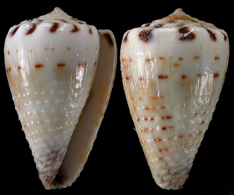  p>乐谱芋螺(学名:harmoniconus musicus)花纹清晰,贝壳厚实.