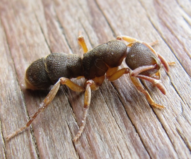  p>红足穴猛蚁是属于 a target="_blank" href="/item/猛蚁亚科