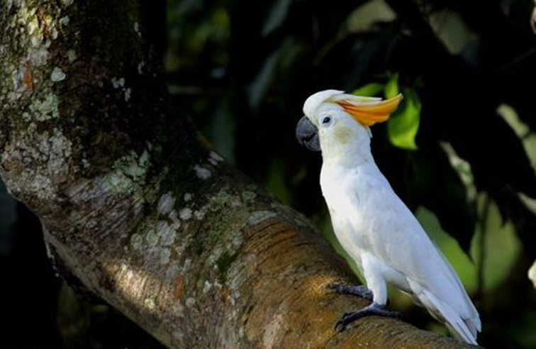  p>橘冠凤头鹦鹉(学名: i>cacatua sulphurea citrinocristata /i>)是
