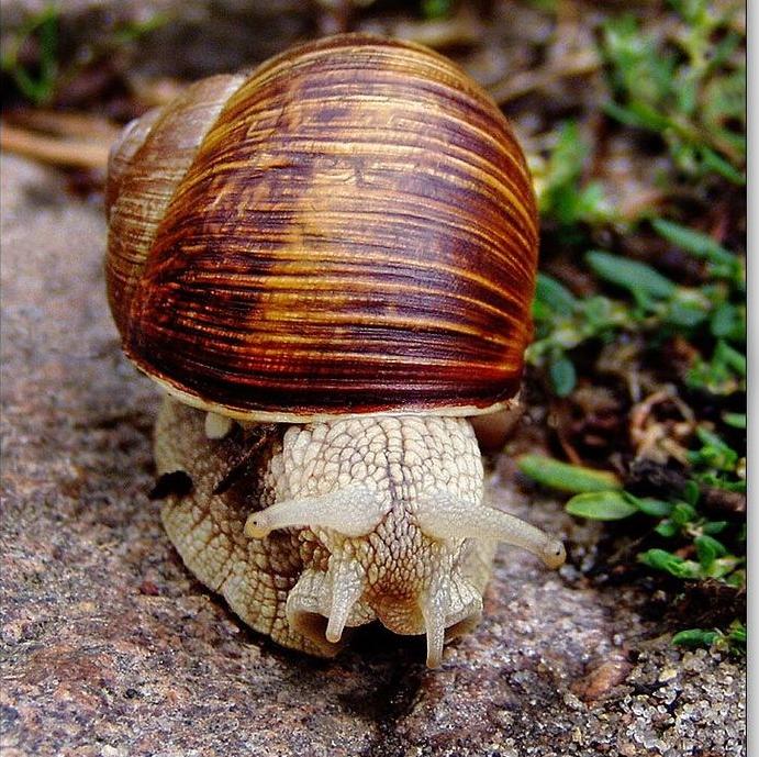 蜗牛