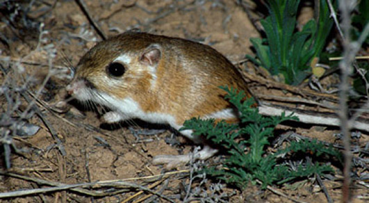 ords kangaroo rat
