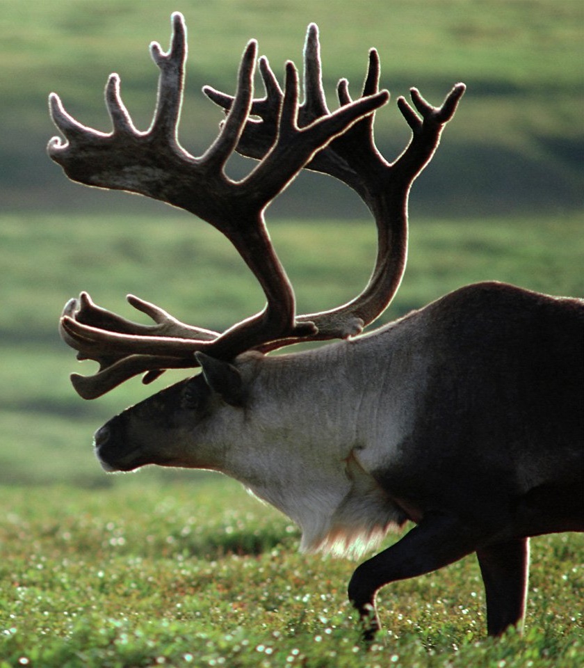  p>北美驯鹿产于 a href="#" data-lemmaid="3859345">北极地区 /a>