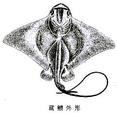  p>鸢鲼,学名: i>myliobatis tobijei  /i>(bleeker, 1854),为 a href