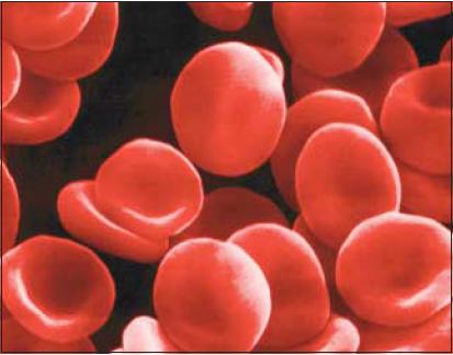 红细胞