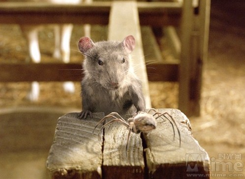 夏洛的网charlotte