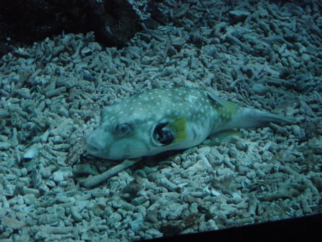  p> b>九斑刺鲀 /b>( a target="_blank" href="/item/学名/8074290"