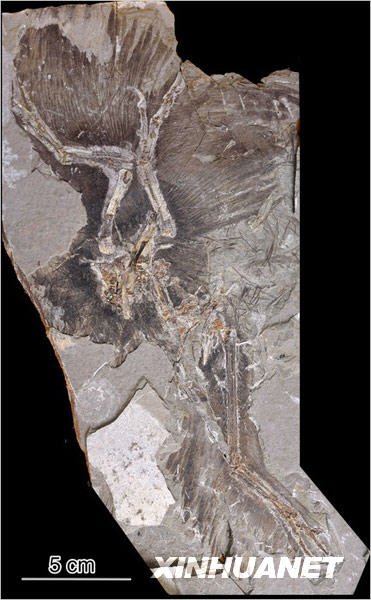  p>赫氏近鸟龙(anchiornis huxleyi)又名近鸟,是种小型有羽毛 a href=