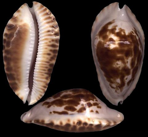  p>巴塔凯蒂宝螺是一种中腹足目,宝螺科贝类动物,螺壳尺寸49 - 62 mm.