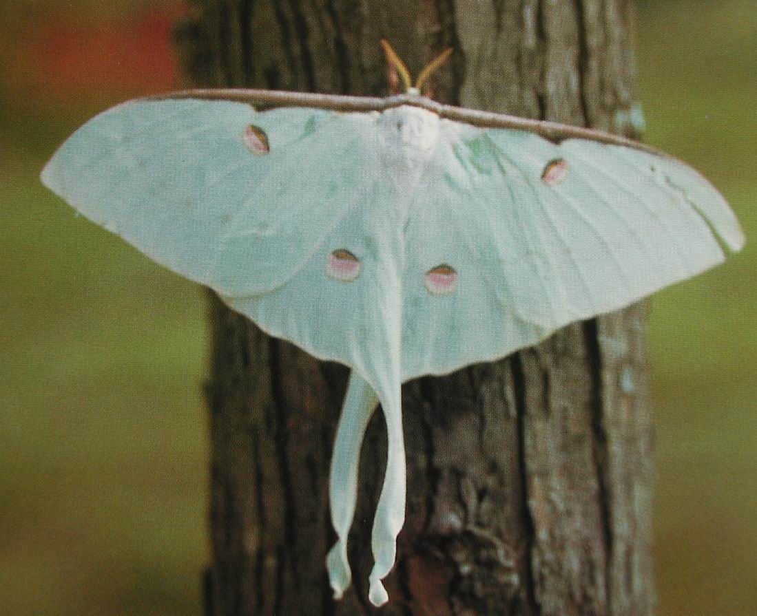 href="#">蛾类 /a>,是 a href="#">长尾水青蛾 /a>的 a href="#">亚种