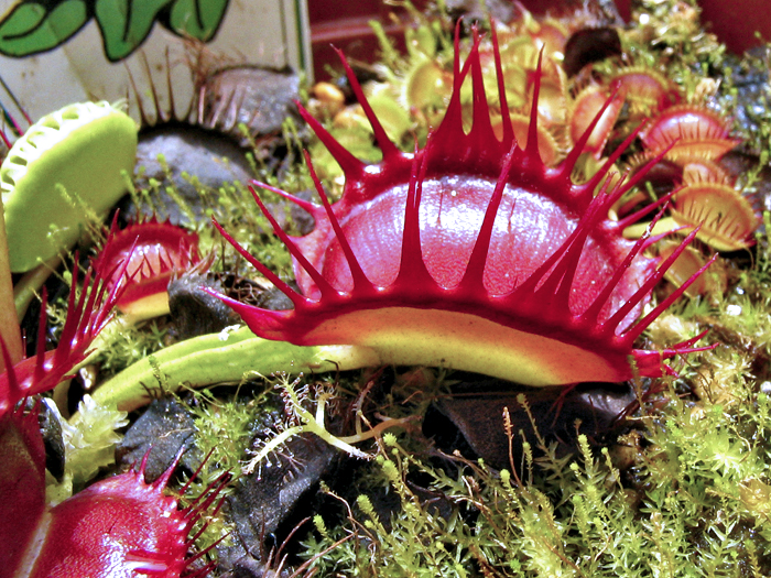 carnivorous plants