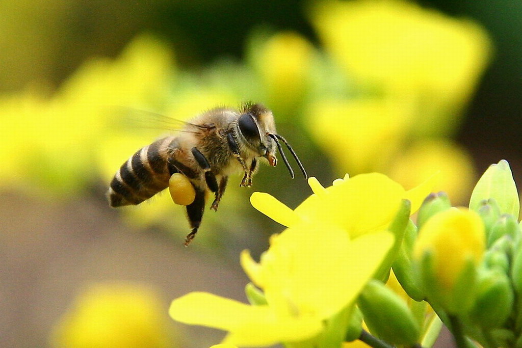 携粉足