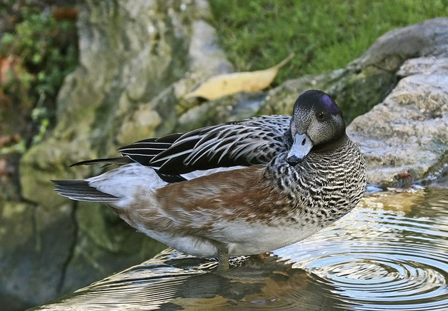  p>黑白斑胸鸭(学名:anas sibilatrix)属 a targ