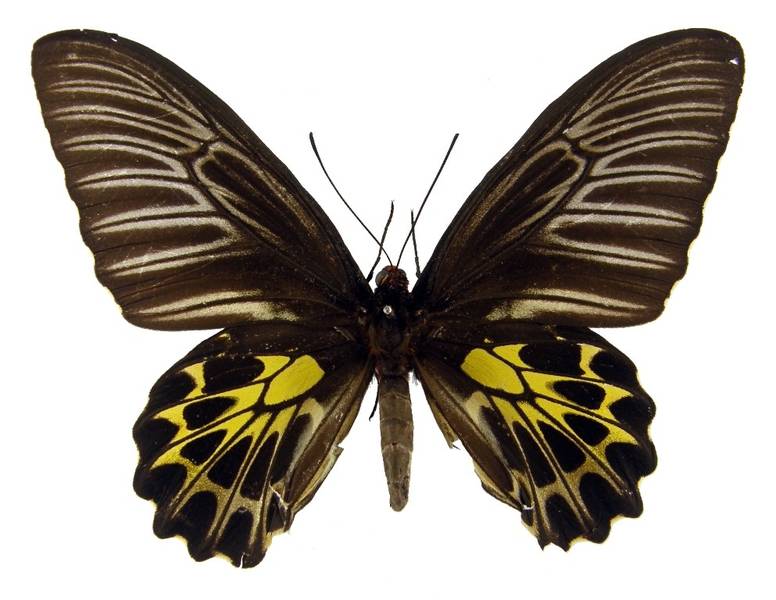  p>印度裳凤蝶(学名: i>troides minos /i>):是 a href="#">凤蝶科 /a