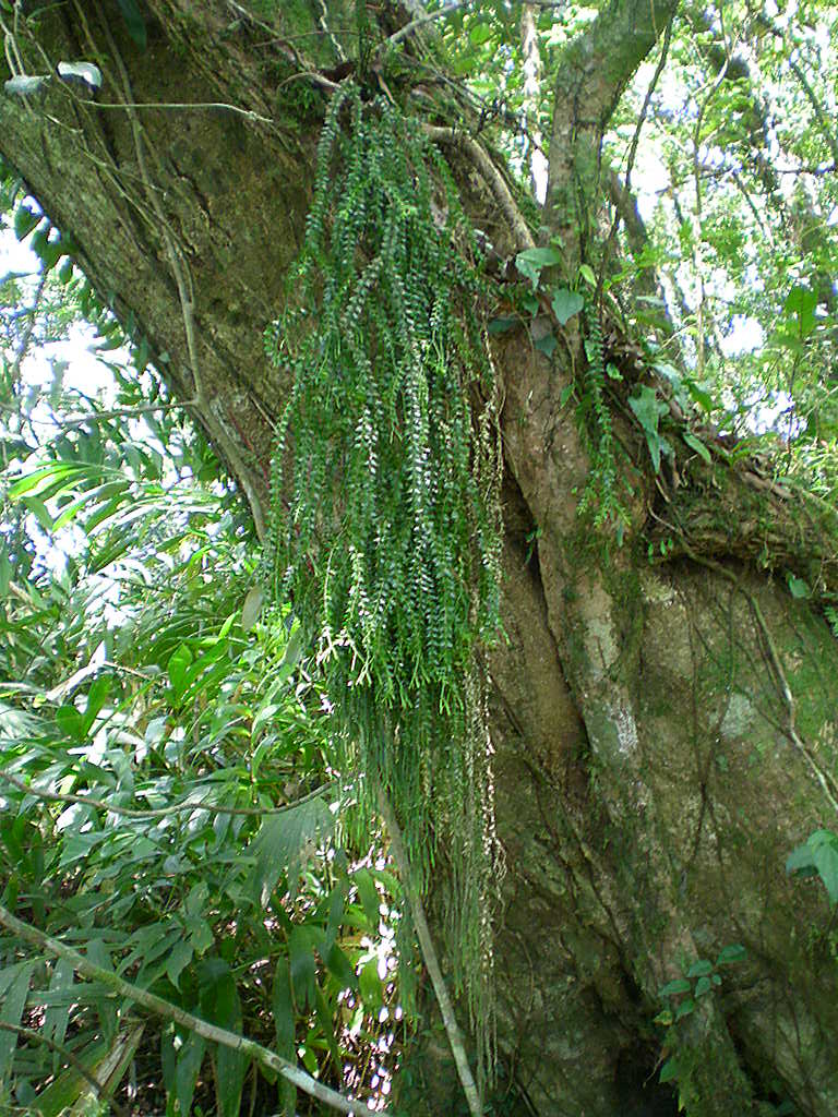  p>马尾杉(学名:phlegmariurus phlegmaria (l.