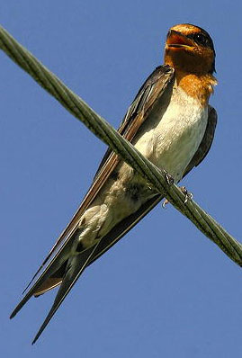 ">脊索动物门 /a>, a href="#" data-lemmaid="1194548">鸟纲 /a>, a