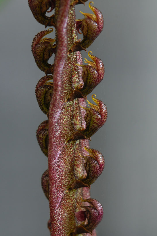 大眼镜蛇石豆兰