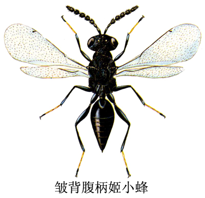 皱背腹柄姬小蜂