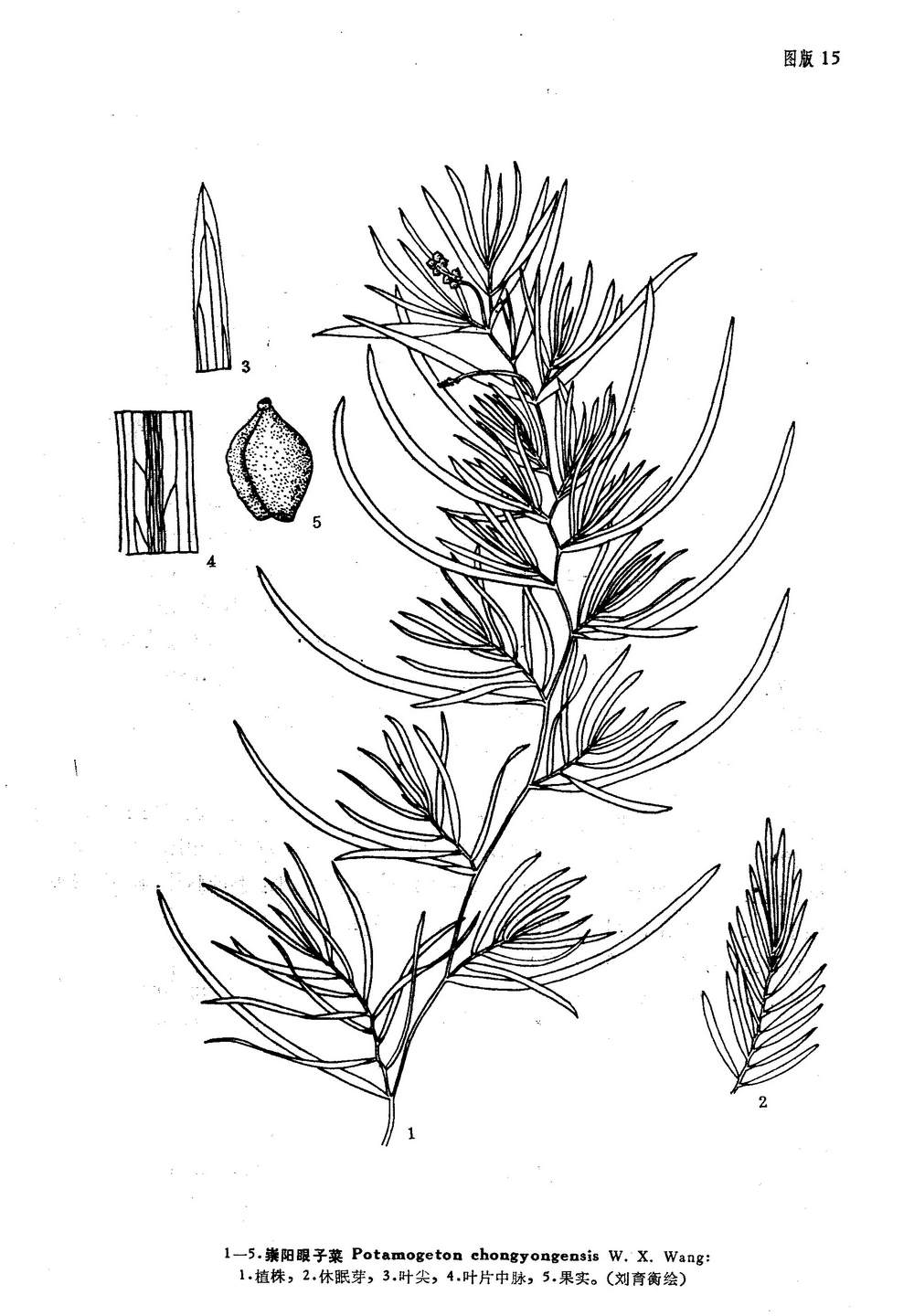  p>崇阳眼子菜(potamogeton chongyangensis w. x.