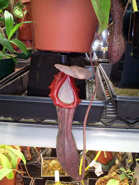  p>博世猪笼草是 a href="#" data-lemmaid="1473380">婆罗洲 /a>特有