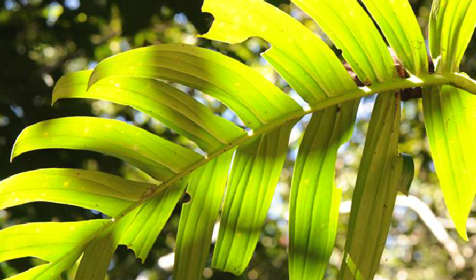  p> b>粗茎崖角藤 /b>(学名: i>rhaphidophora crassicaulis /i>),是 