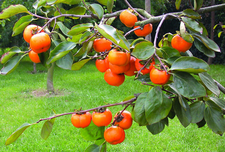  p>柿子为柿科柿属植物,落叶乔木,原产东亚.