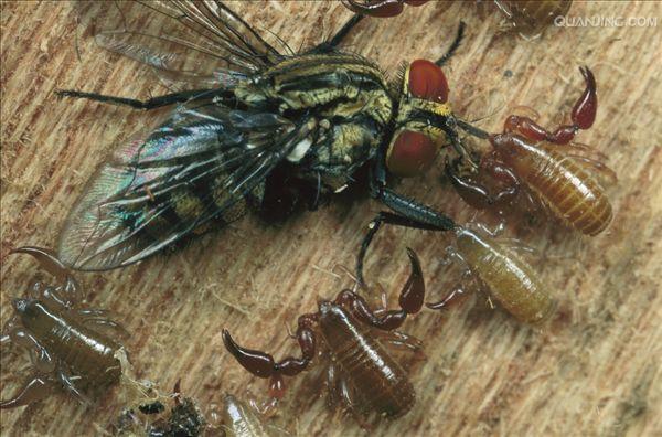  p>伪蝎:pseudoscorpionida本目动物因 a href="#" data-lemmaid="