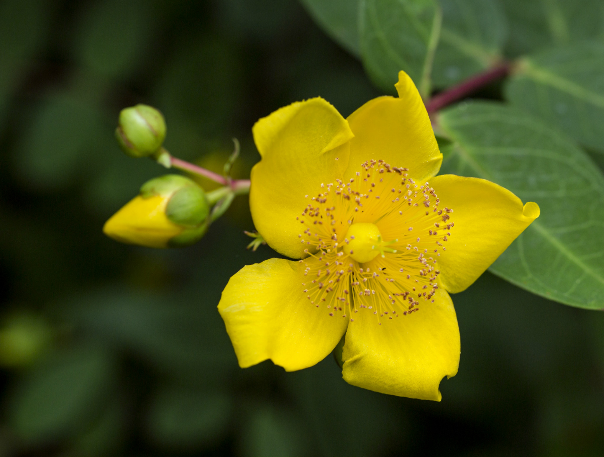  p>金丝梅(拉丁学名: i>hypericum patulum  /i>thunb.