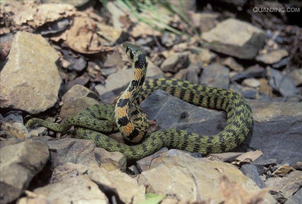 jtt3cnh">虎斑颈槽蛇(学名: i>rhabdophis tigrinus /i>)俗名野鸡脖子