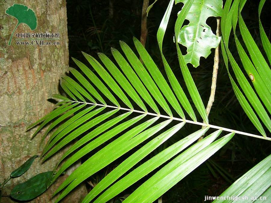  /i>)多年生植物,叶羽状全裂,叶柄背面凸起,上面具密集的常常是合生的