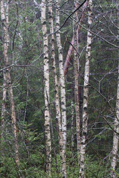  p>桦树是桦木属植物的通称.