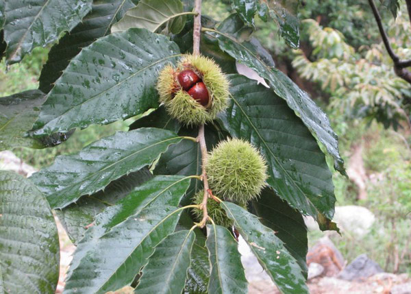  p>栗(学名: i>castanea mollissima  /i>bl.)是壳斗科,栗属植物.