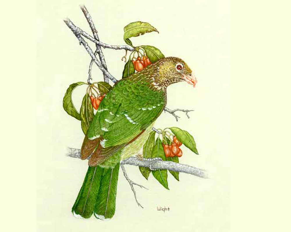  p>绿猫鸟,别名 a href="#" data-lemmaid="9700847">绿园丁鸟 /a>