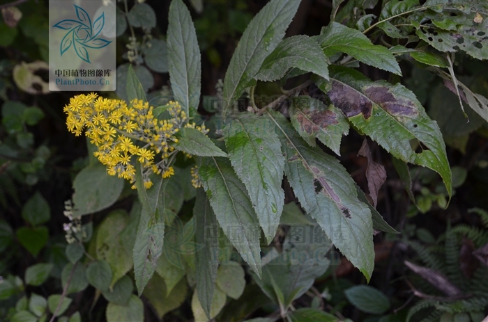  p>密花合耳菊(学名:synotis cappa)是菊科合耳菊属的植物.