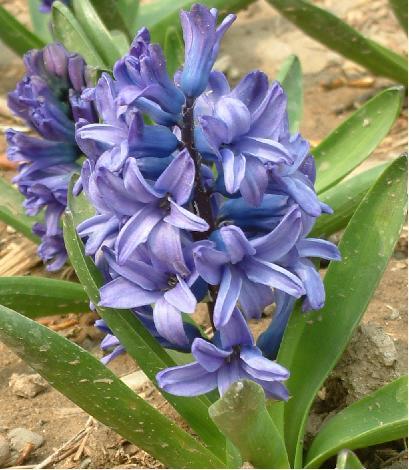  p>熊掌花(bearsfoot),一月五日 a href="#" data-lemmaid="7782445">