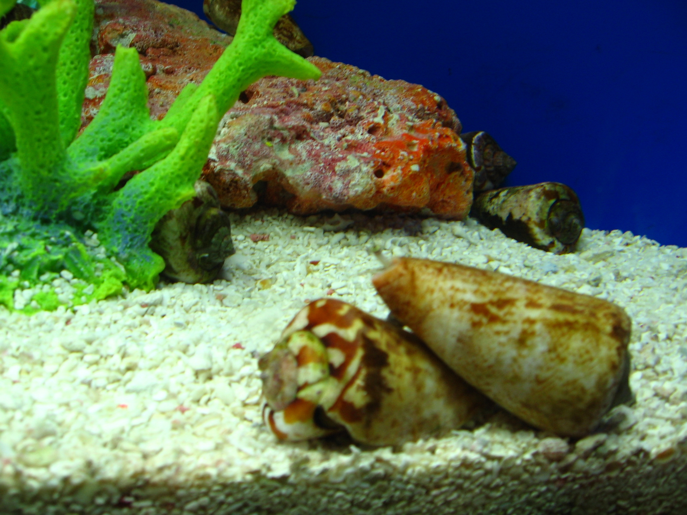  p>大理石芋螺(学名:conus marmoreus)网状花纹清晰,贝壳厚实.