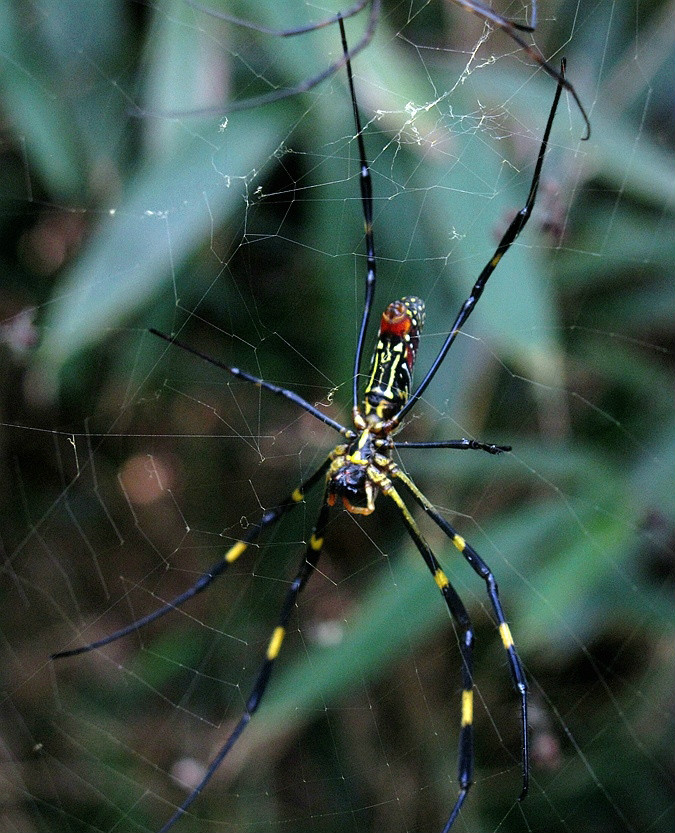  p data-id="gnwizuymaz">鬼脸蜘蛛学名为"棒络新妇蛛",也称为" a