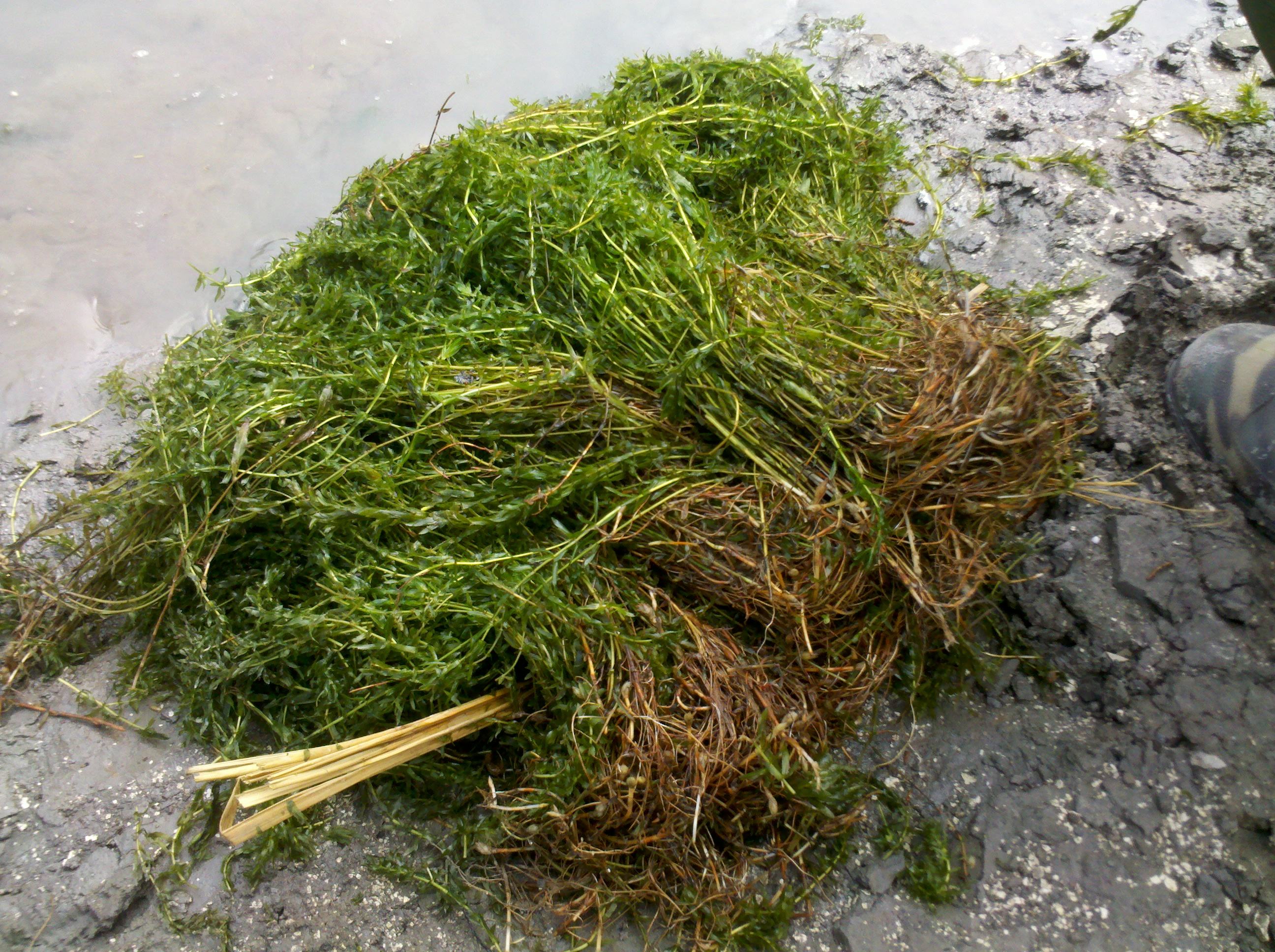 f.) royle)是水鳖科黑藻属植物.