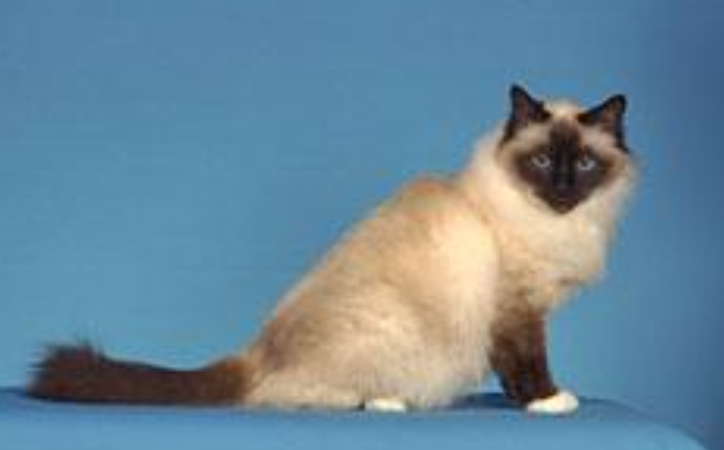 蓝色虎斑重点色猫在北美称 a target="_blank" href="/item/喜马拉雅