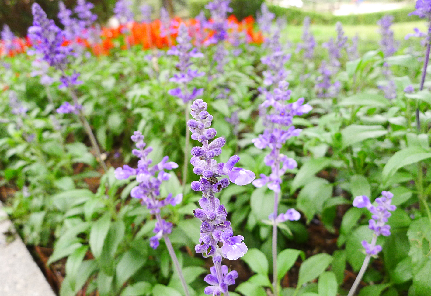 beijing botanical garden