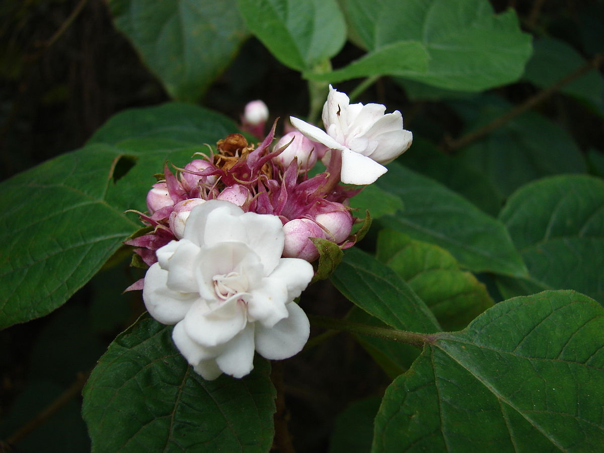  p>重瓣臭茉莉(学名: i>clerodendrum chinense  /i>(osbeck) mabb.