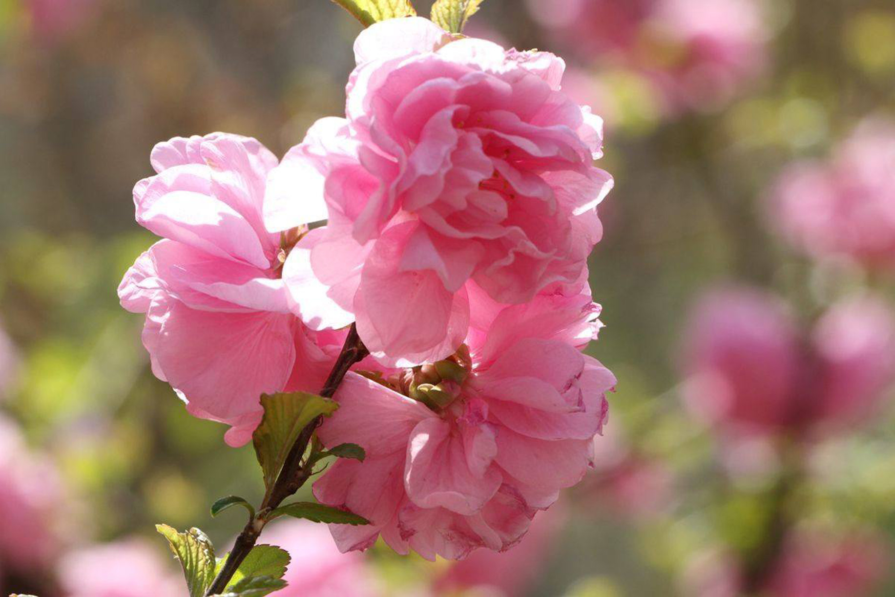 prunus persica atropurpurea