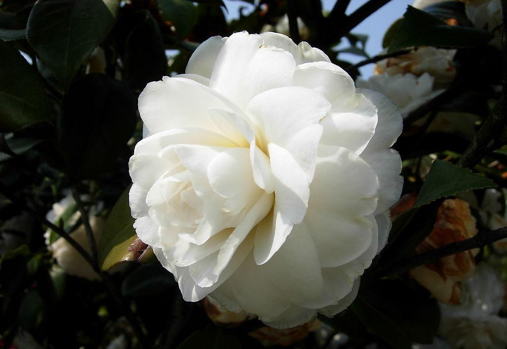 camellia freesia benten kona