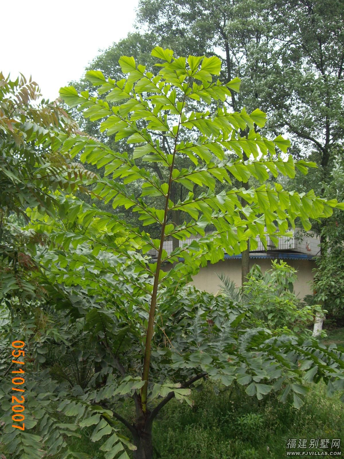 caryota monostachya becc.