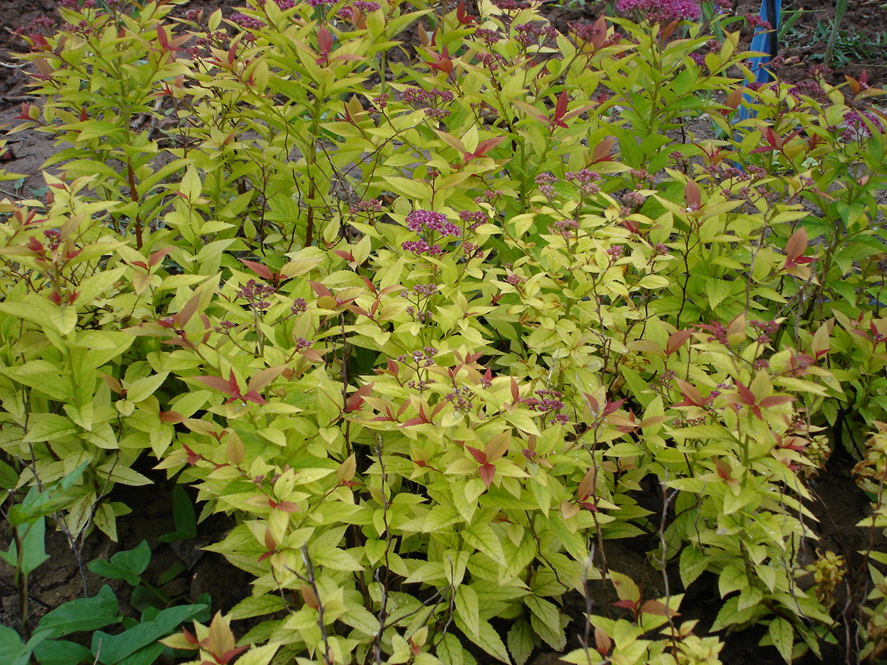  p>金焰绣线菊( i>spiraea x bumalda cv.