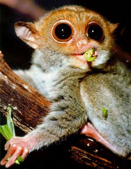  p>中华曙猿是一类体形很小的灵长类.