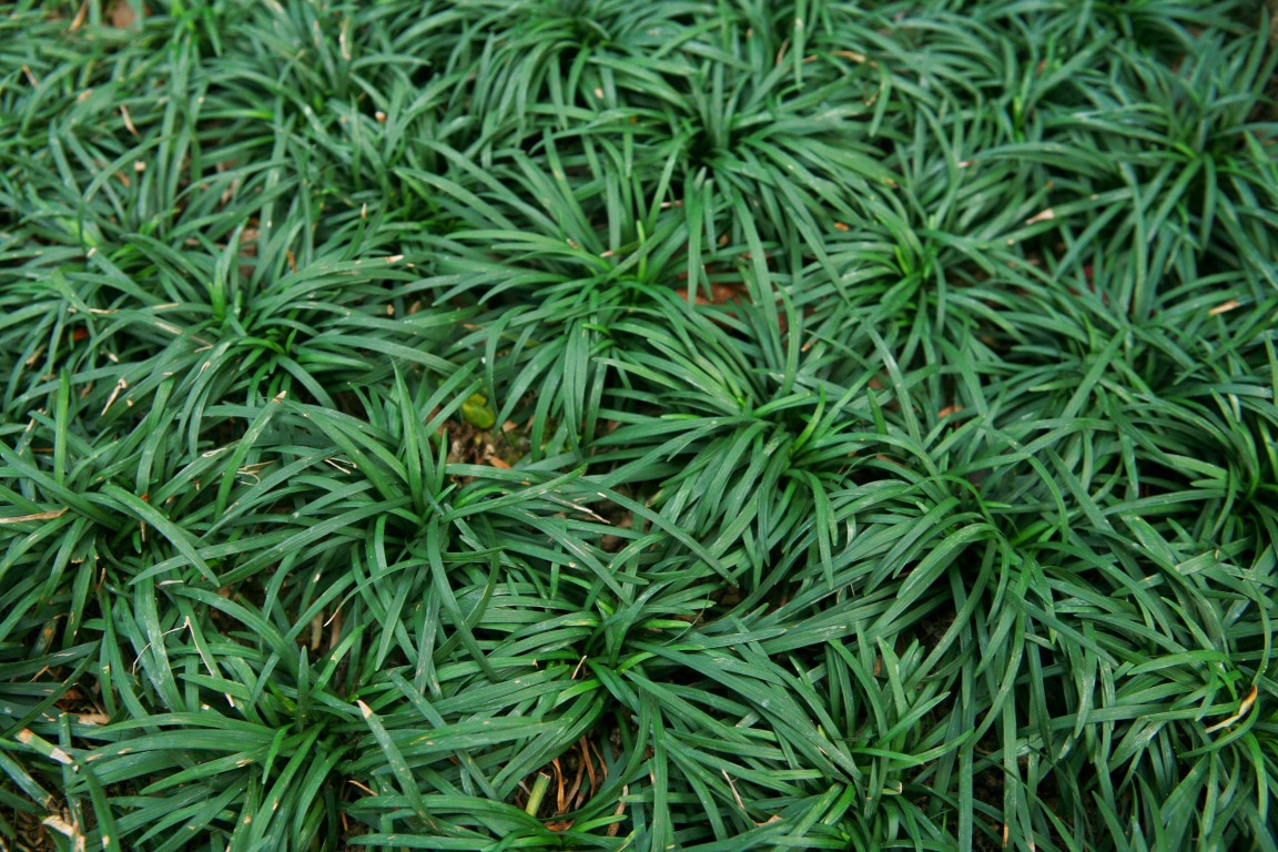  p>间型沿阶草(学名: i>ophiopogon intermedius d.