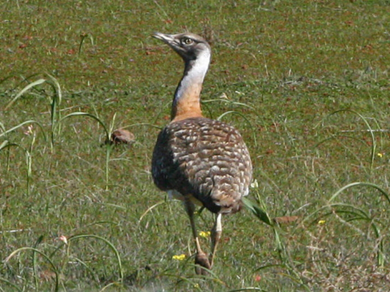  p>鸨科(学名:otididae):是鸨形目,鸨科的中型至大型的陆栖鸟类,最大