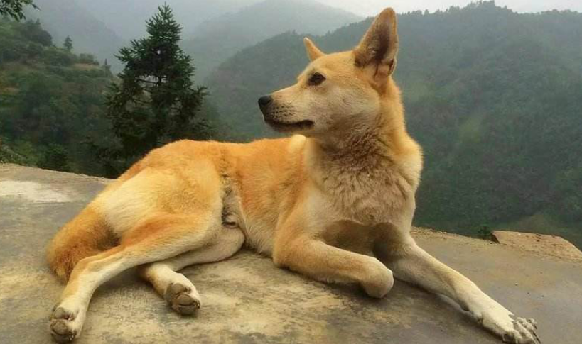 中华田园犬：它被称为土狗，却是国犬史上的璀璨明珠_百科TA说