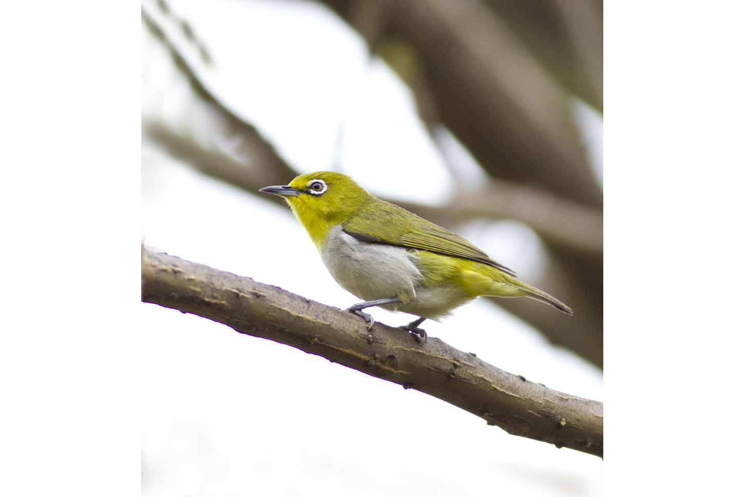  p data-id="gn5j4gu4i0">白顶绣眼鸟是一种 a target="_blank" href=