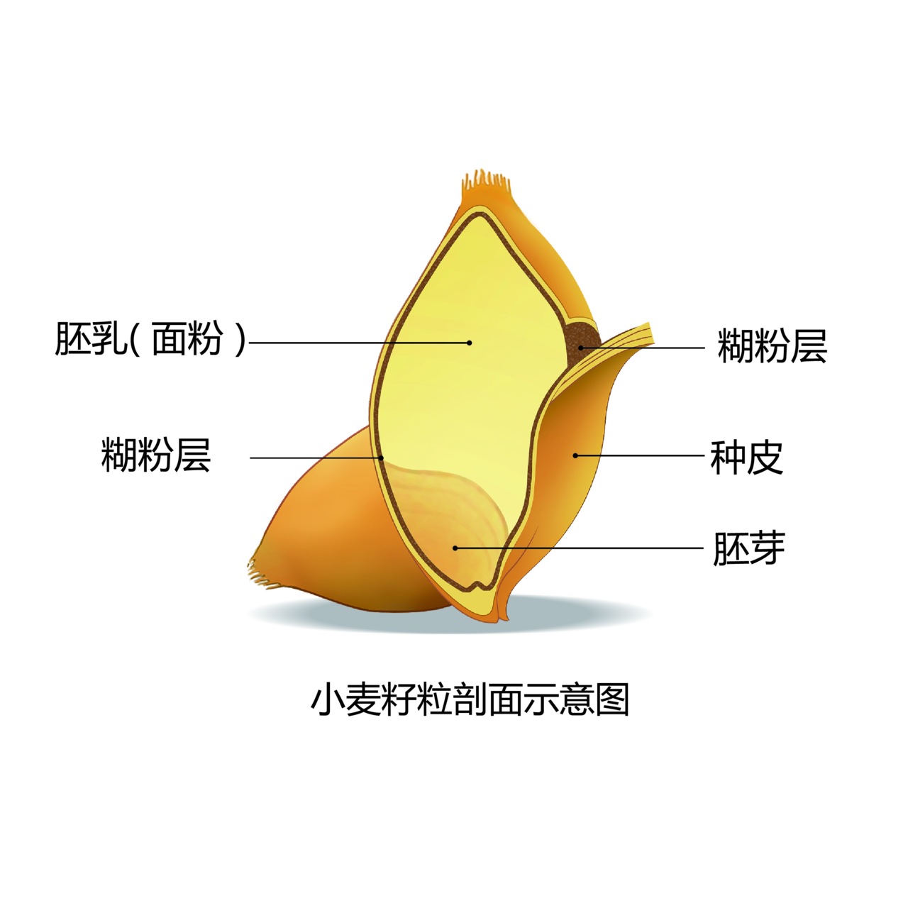 target="_blank" href="/item/外胚乳">外胚乳 /a>,是小麦籽粒皮层的